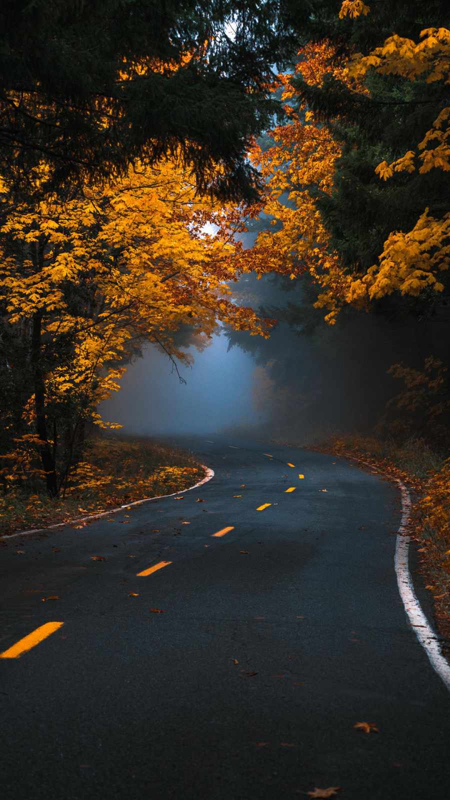 Autumn Fog Road iPhone Wallpaper