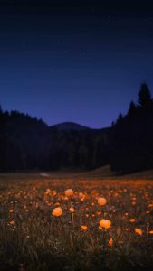 Flower Field iPhone Wallpaper