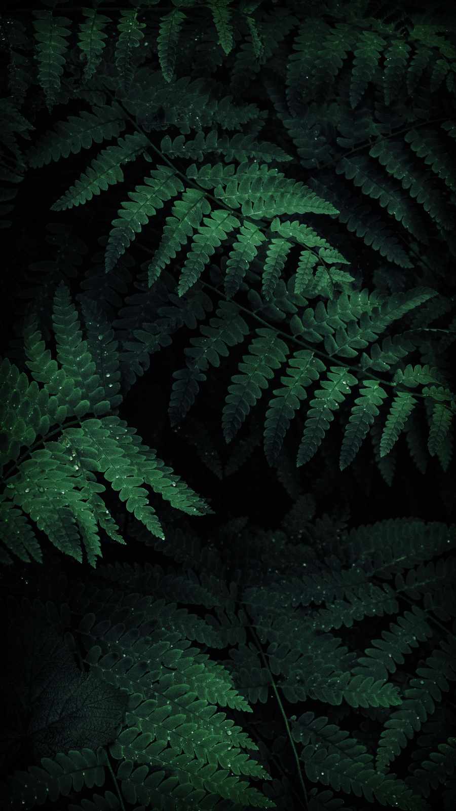 Green Nature Foliage iPhone Wallpaper