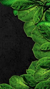 Green iPhone Wallpaper