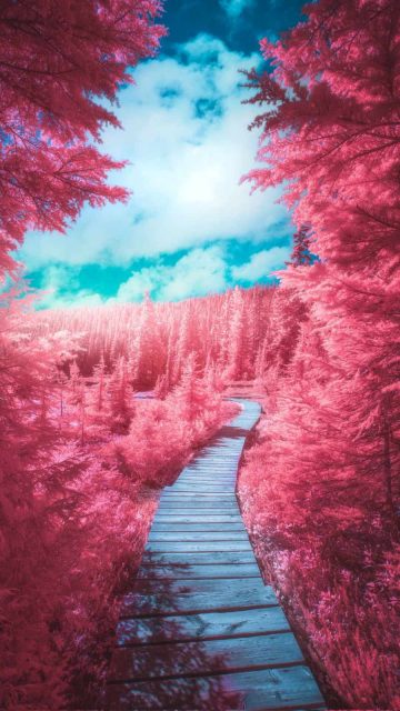 Infrared Vision Forest iPhone Wallpaper