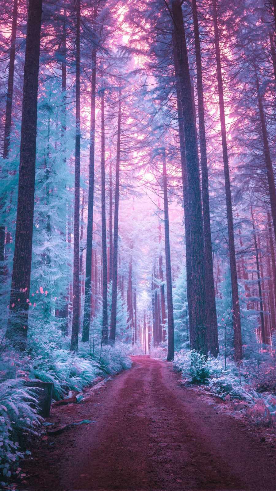 Magic Forest iPhone Wallpaper