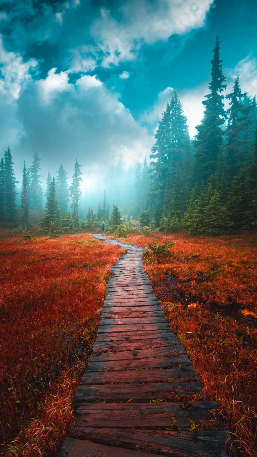 Path to Forest iPhone Wallpaper