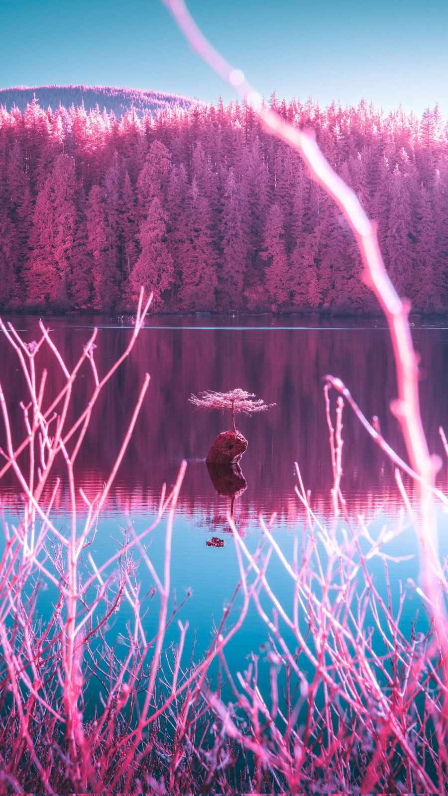 Pink Forest iPhone Wallpaper