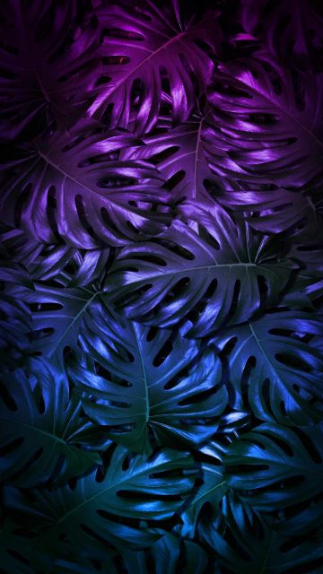 Rainbow Foliage iPhone Wallpaper