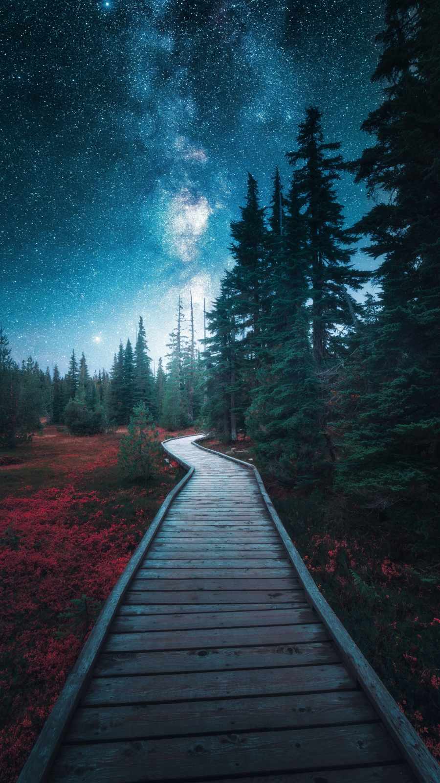 Wood Path to forest iPhone Wallpaper