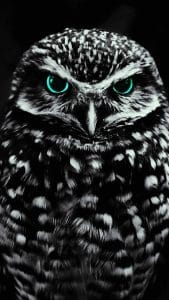 Black Owl iPhone Wallpaper