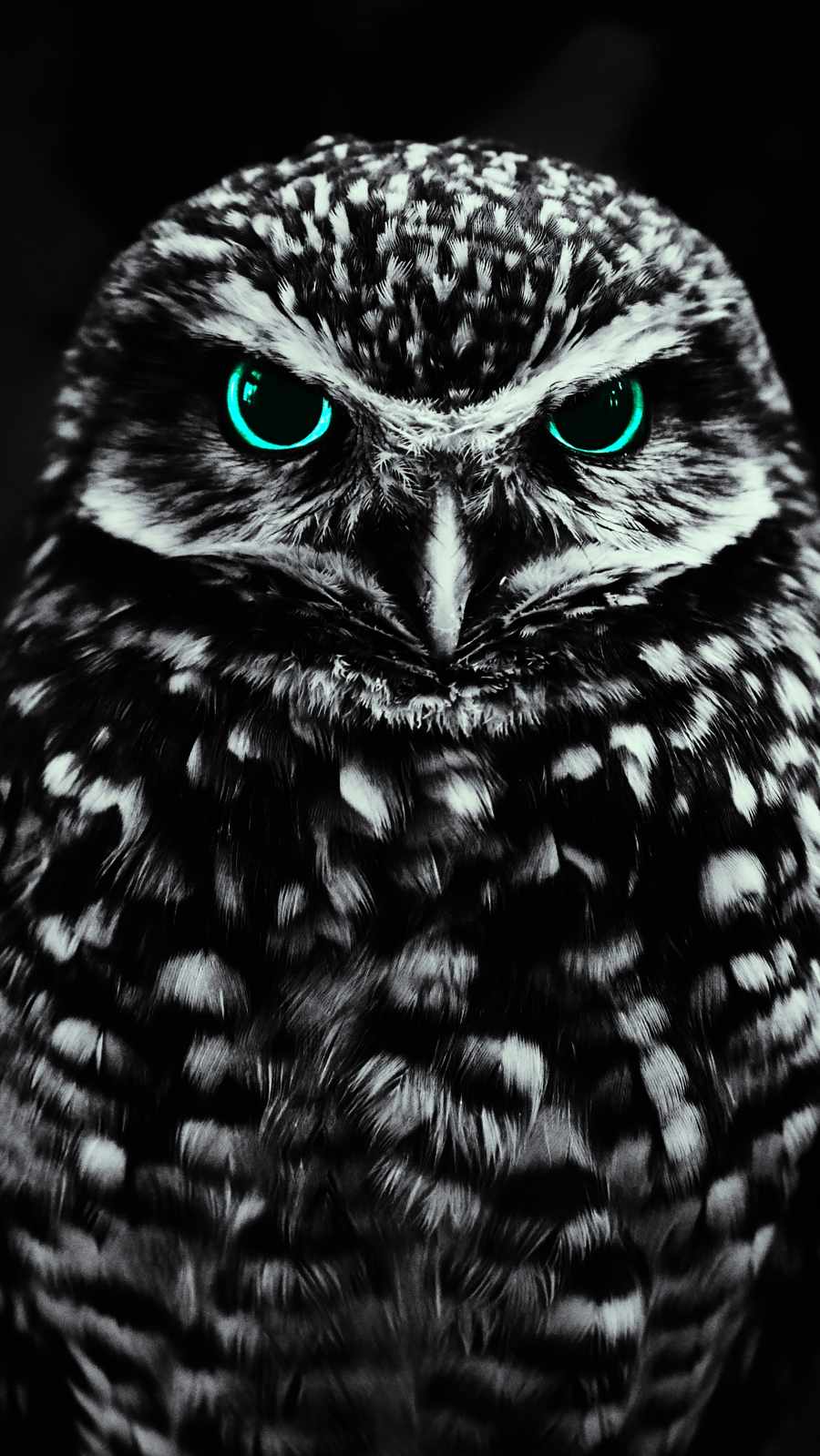 Black Owl IPhone Wallpaper - IPhone Wallpapers : iPhone Wallpapers