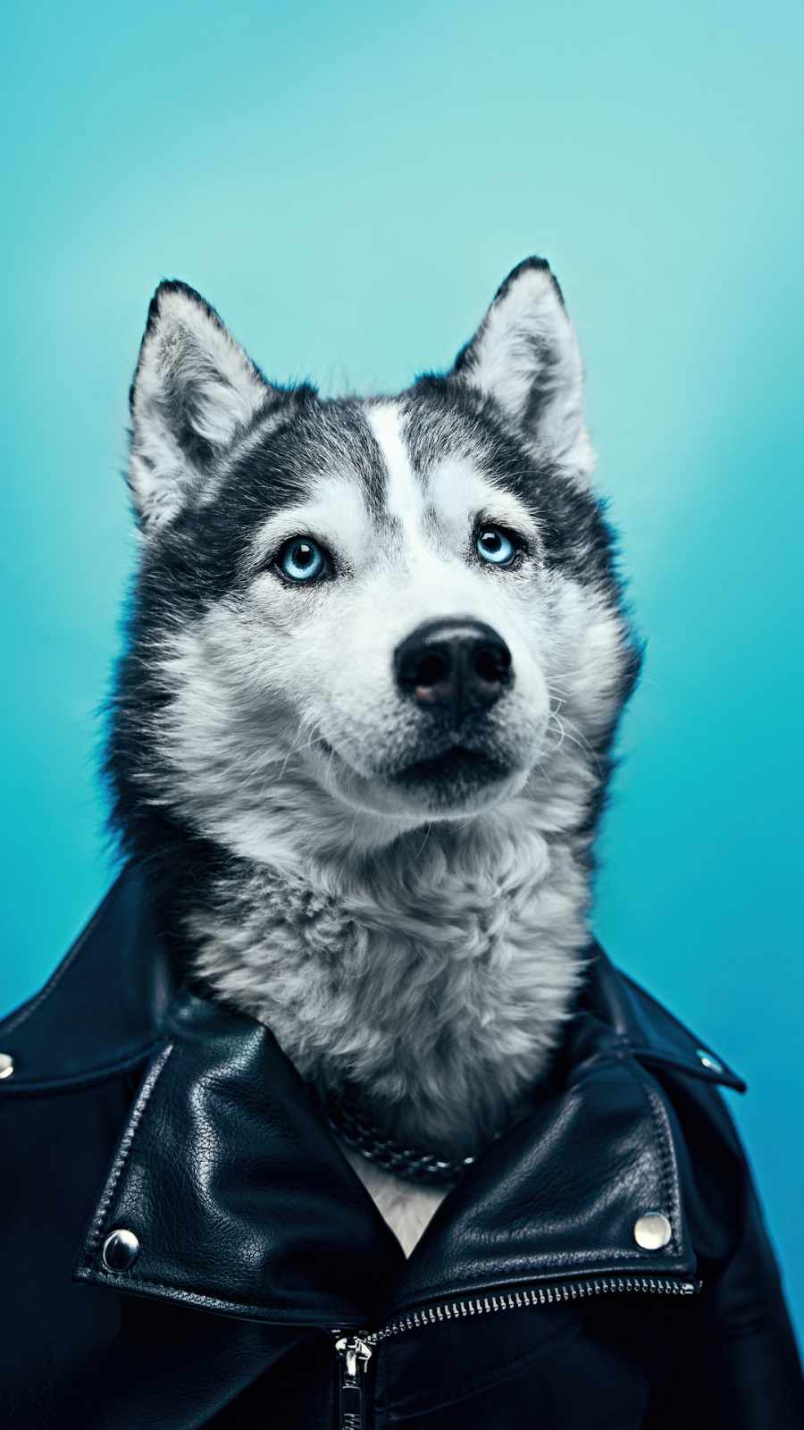 Husky in leather jacket iPhone Wallpaper