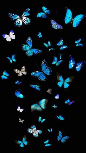 Blue Butterflies iPhone Wallpaper