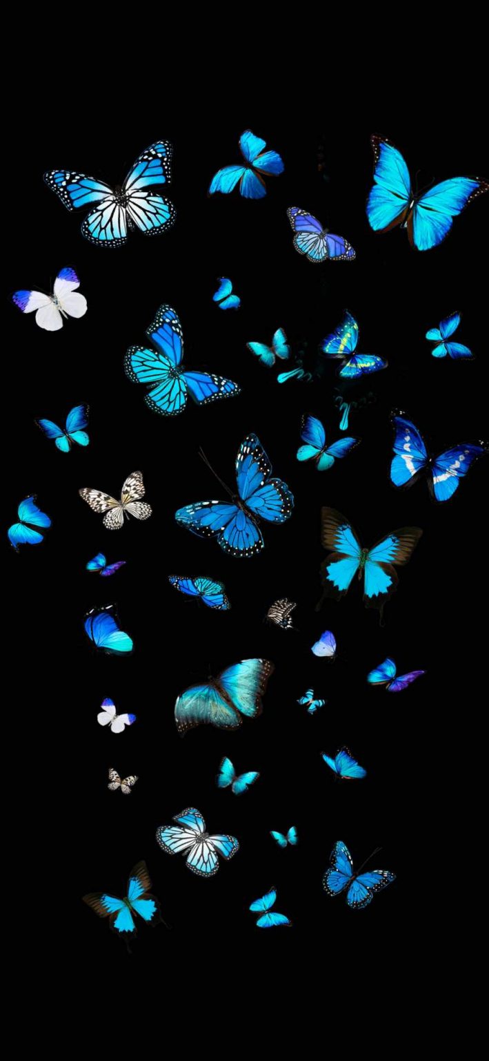Blue Butterflies iPhone Wallpaper » iPhone Wallpapers