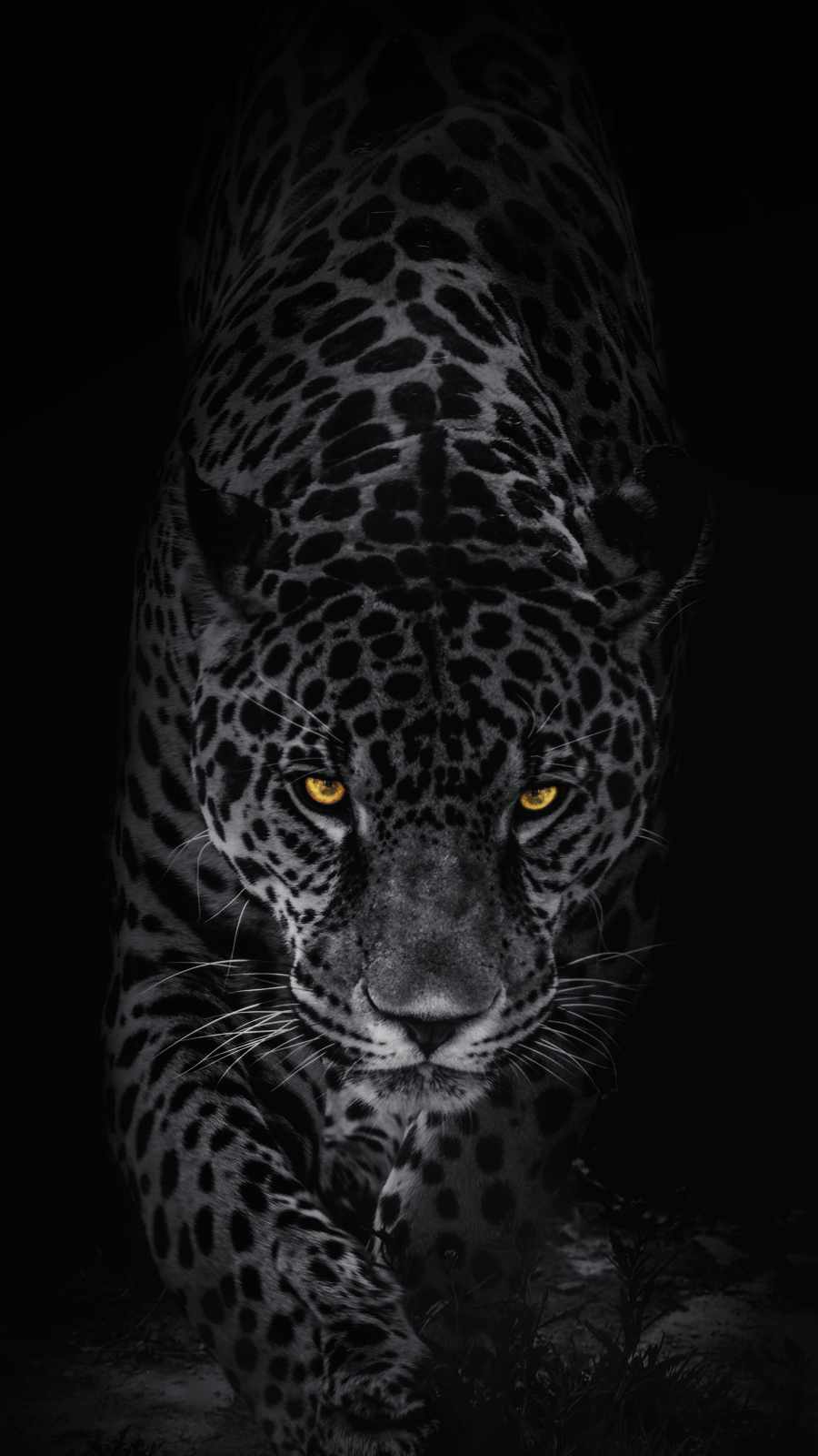 Jaguar Predator iPhone 13 Wallpaper