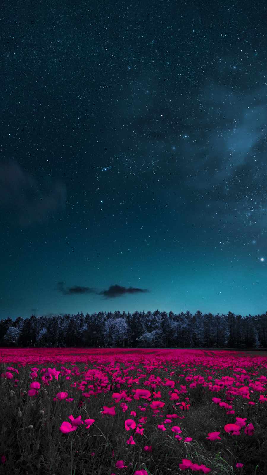 Night Flowers iPhone Wallpaper