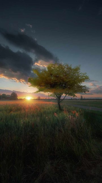 Solitar tree enjoying sunset iPhone Wallpaper