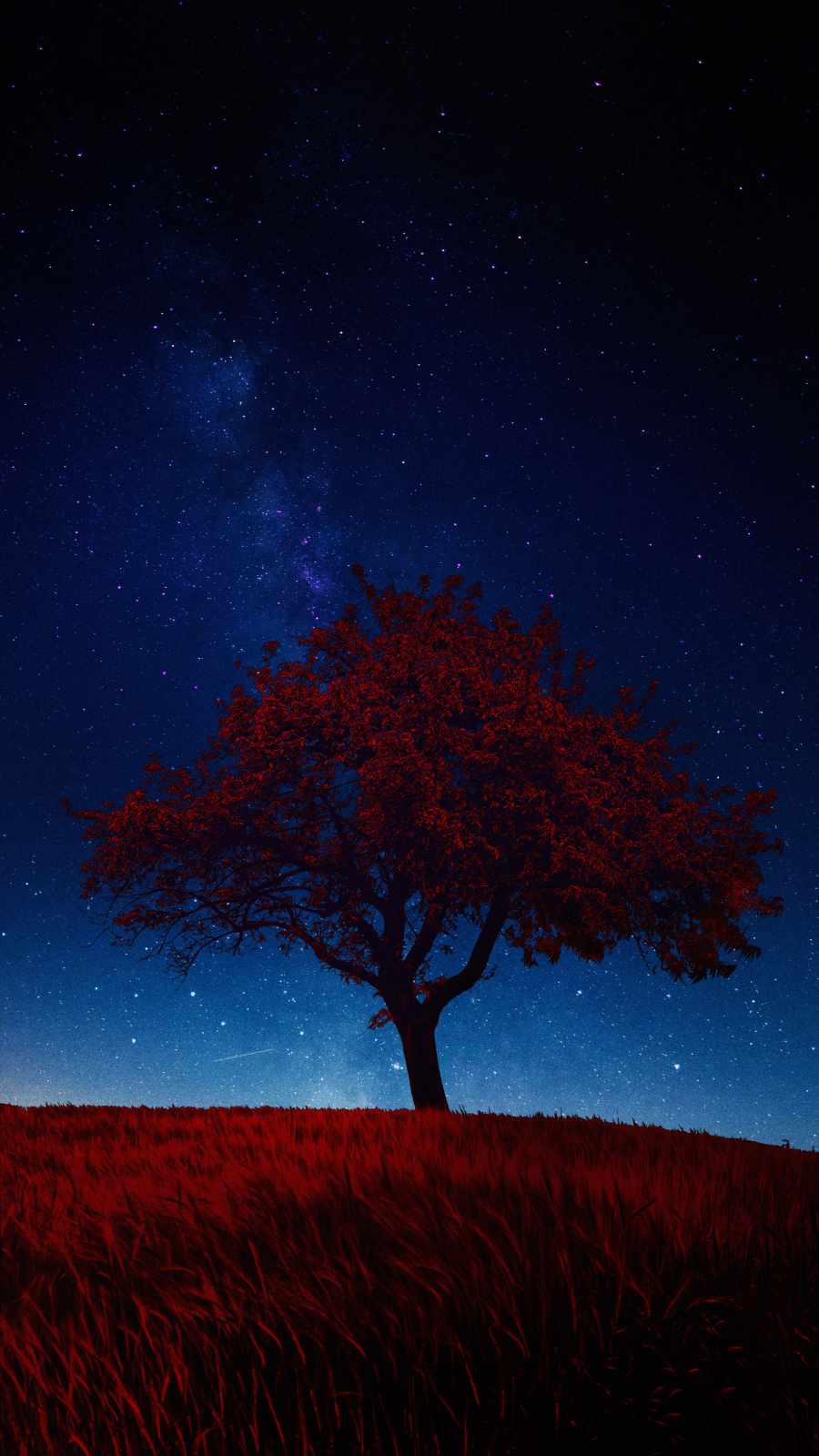 Star Tree iPhone Wallpaper