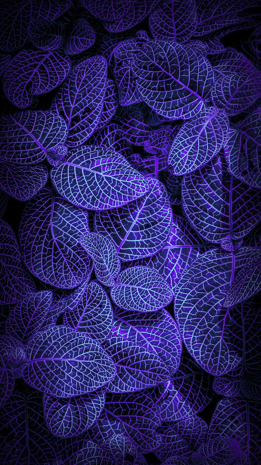 Blue Foliage HD iPhone Wallpaper