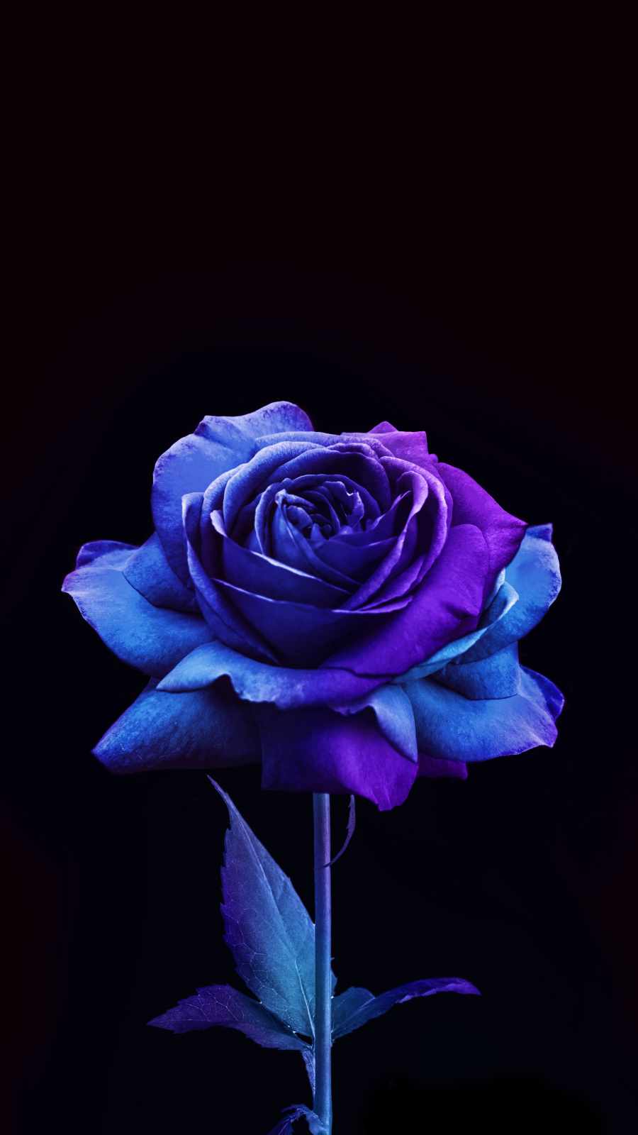 Blue Rose iPhone Wallpaper HD