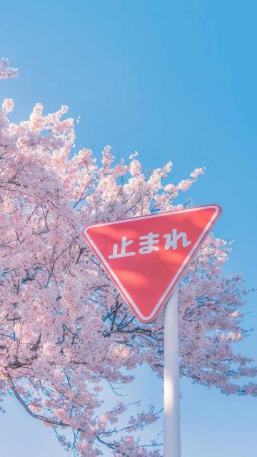 Cherry Blossom Tree and Sign iPhone Wallpaper HD