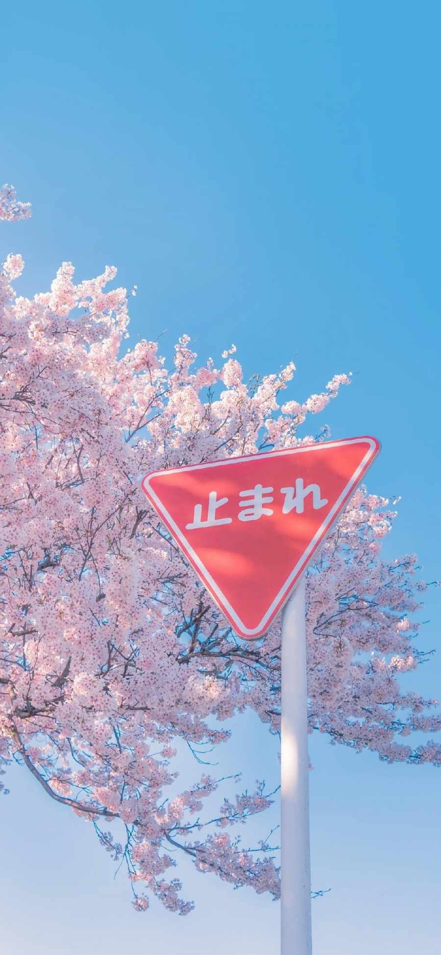 Cherry Blossom Tree and Sign iPhone Wallpaper HD