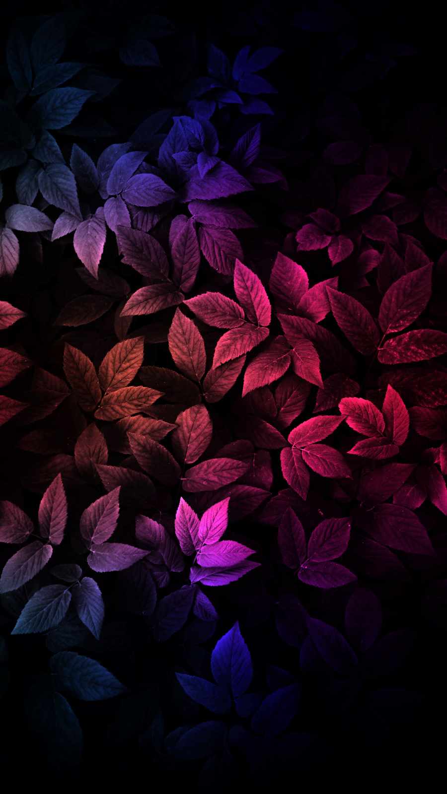 Colorful Foliage HD iPhone Wallpaper