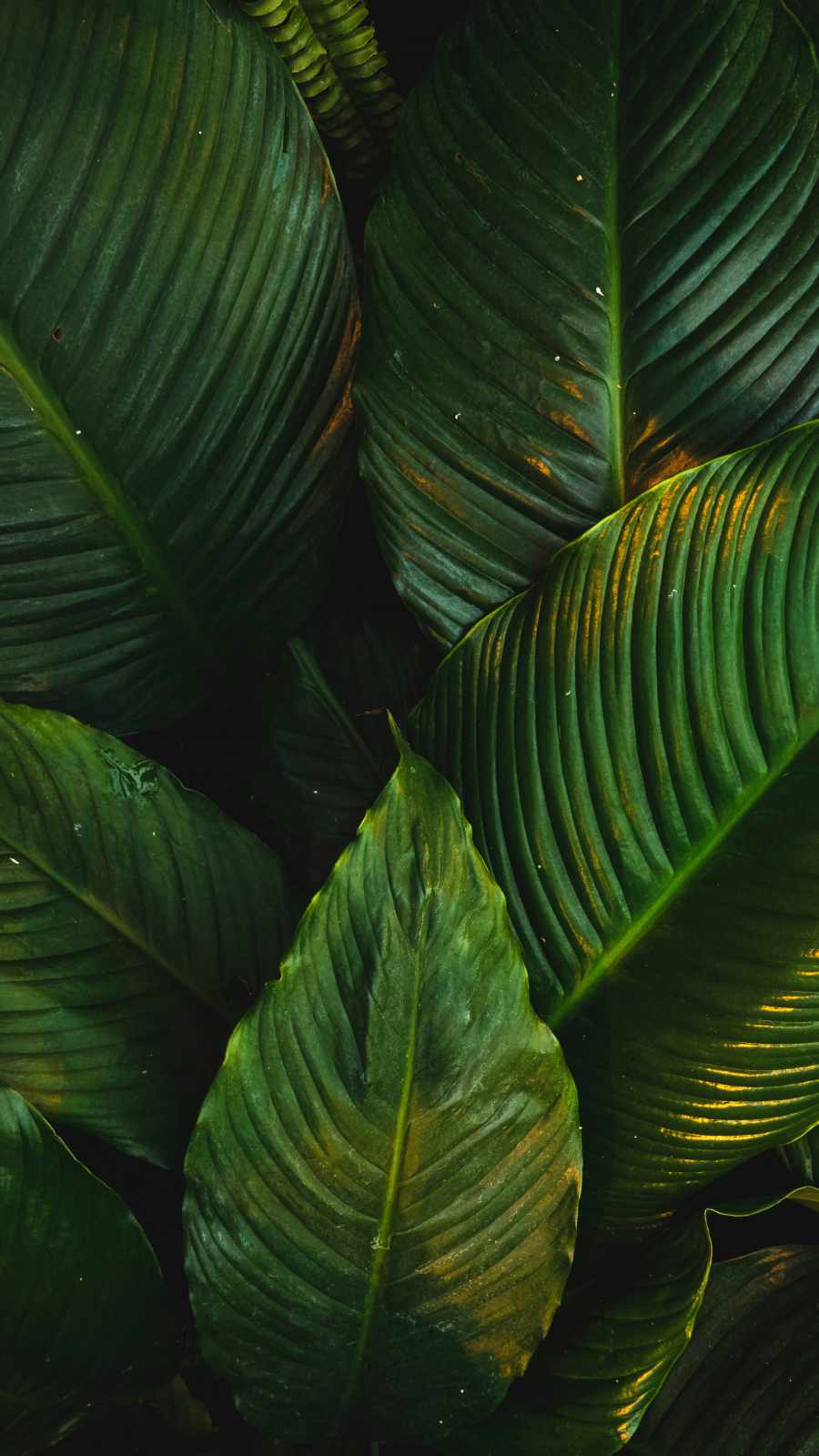 Large Green Leaves iPhone Wallpaper HD