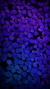 Purple Plants iPhone Wallpaper HD