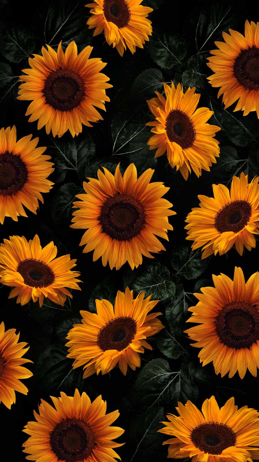 Sunflowers 4K iPhone Wallpaper