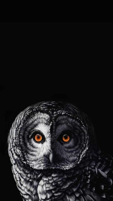 The Owl 4K iPhone Wallpaper