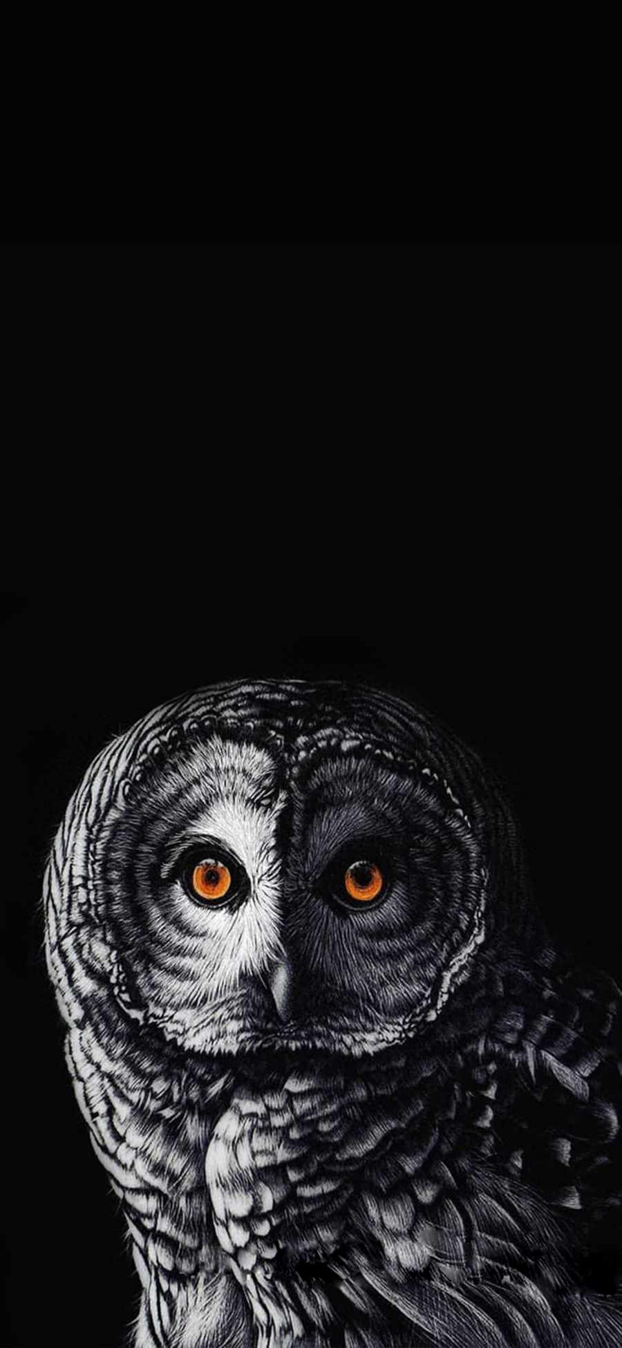 The Owl 4K iPhone Wallpaper