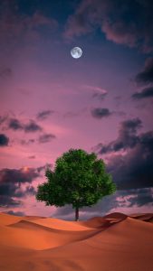 Desert Tree iPhone Wallpaper HD
