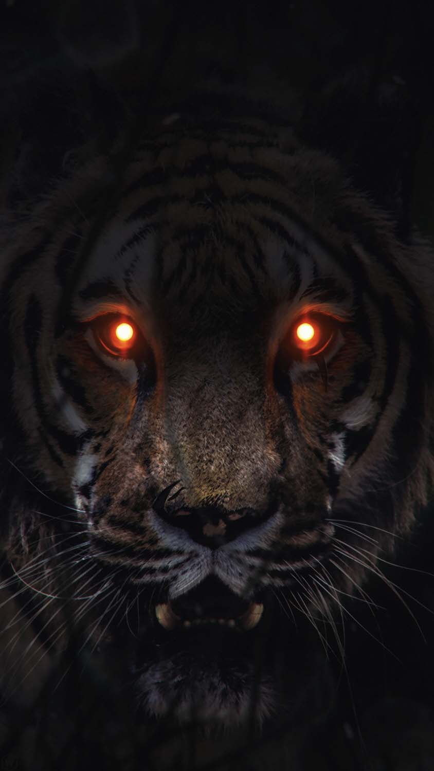 Eyes of Tiger Predator iPhone Wallpaper HD