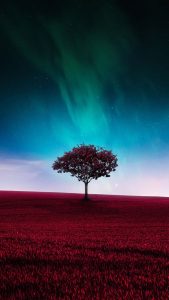 Red Grass Fields iPhone Wallpaper HD