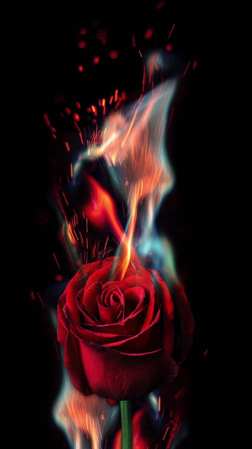 Red Rose Fire iPhone Wallpaper HD