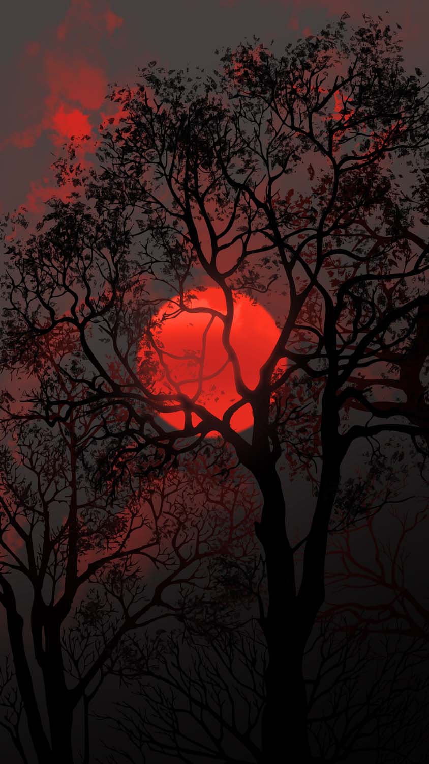 Sun Behind Tree iPhone Wallpaper HD