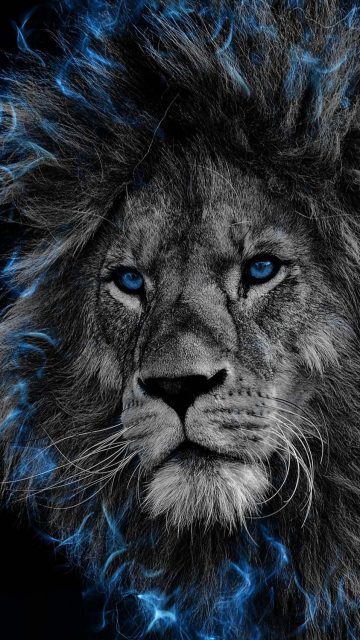 The Lion iPhone Wallpaper HD