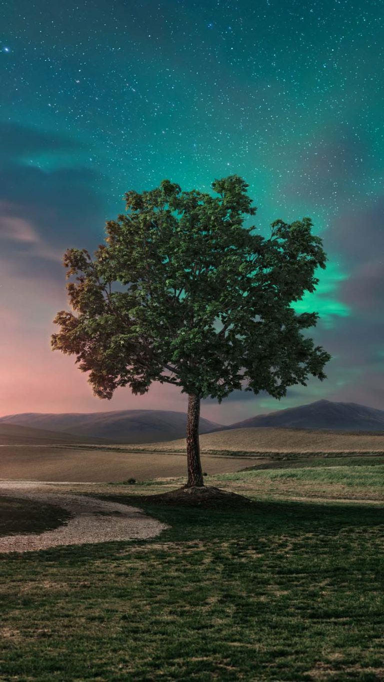 Alone Tree iPhone Wallpaper HD - iPhone Wallpapers