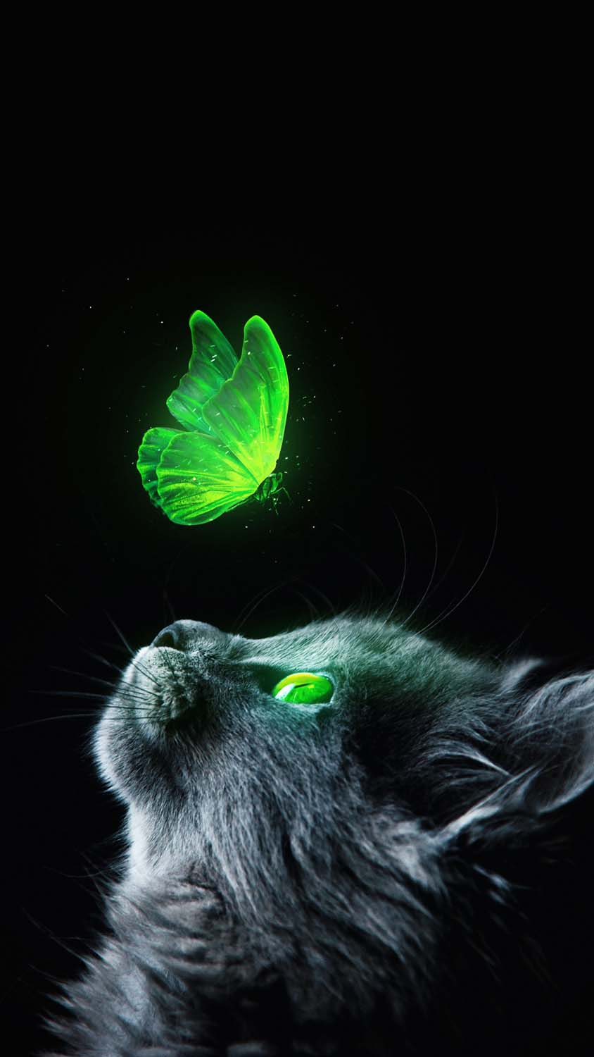 Green Cat iPhone Wallpaper HD