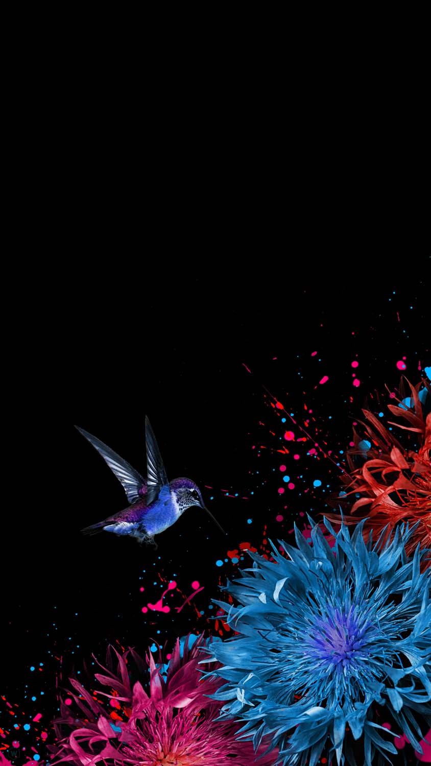 Hummingbird iPhone Wallpaper HD