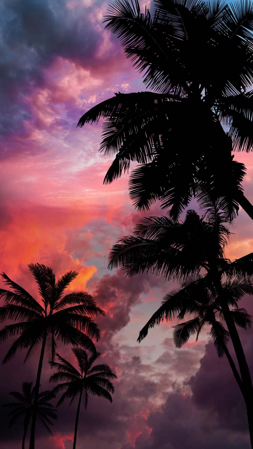 Palm Trees Sunset iPhone Wallpaper HD