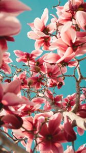 Pink Flowers iPhone Wallpaper HD