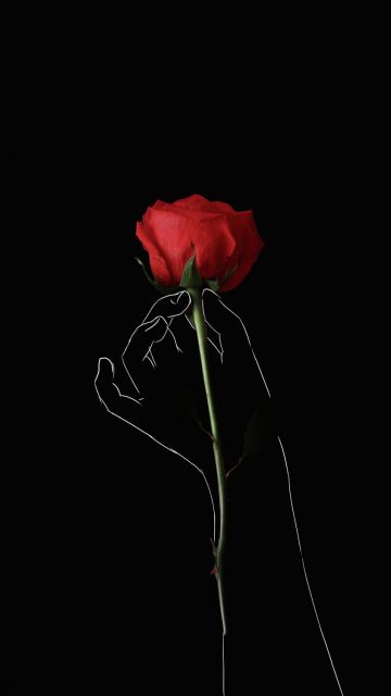 Red Rose iPhone Wallpaper HD