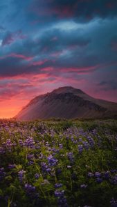 Wild Indigo Flowers iPhone Wallpaper HD
