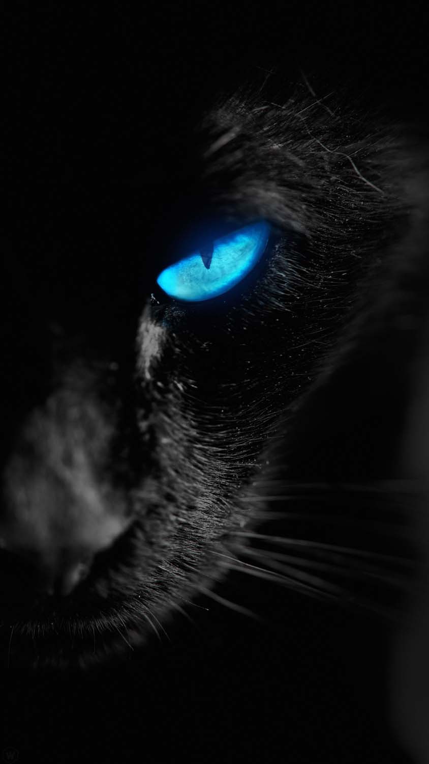 Black Cat black cat HD phone wallpaper  Peakpx