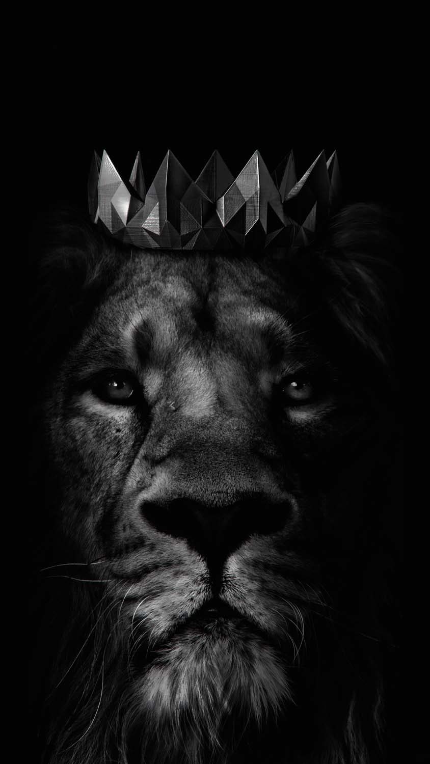 King Lion iPhone Wallpaper HD