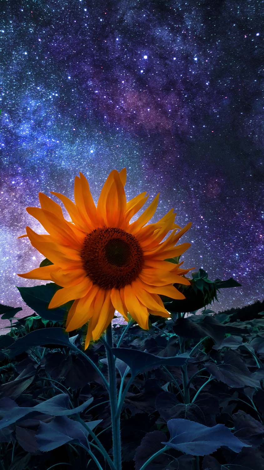 Sunflower iPhone Wallpaper HD