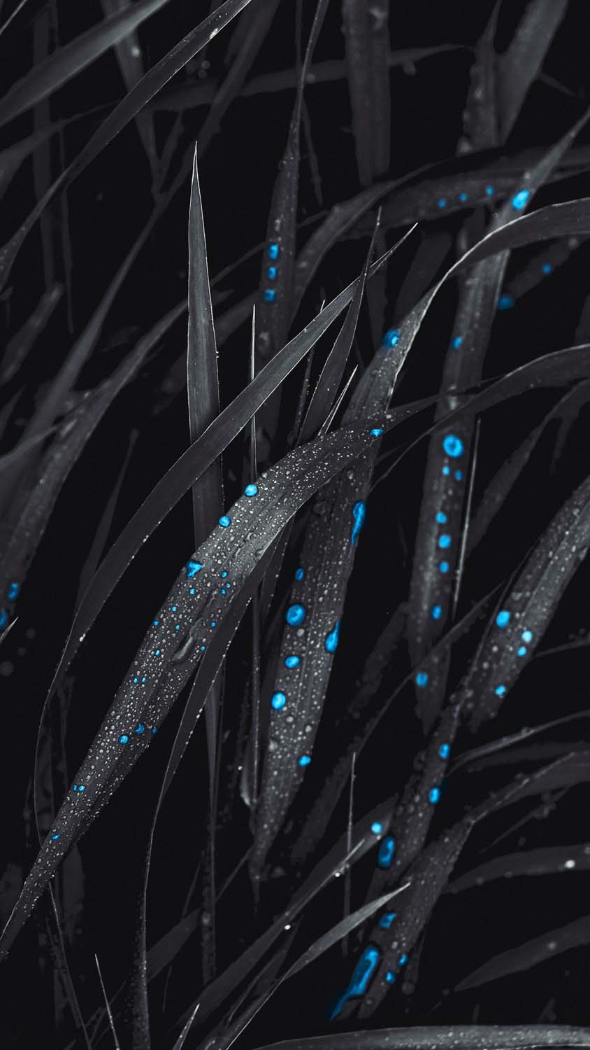 Water Drops on Plants iPhone Wallpaper HD