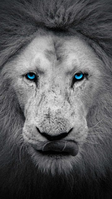 White Lion iPhone Wallpaper HD