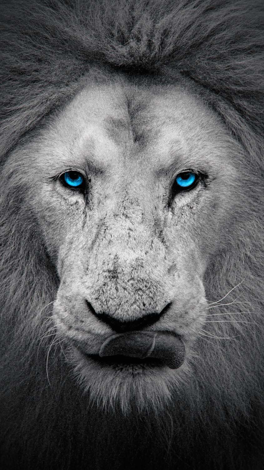 White Lion IPhone Wallpaper HD - IPhone Wallpapers : iPhone Wallpapers