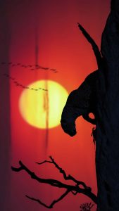 Wild Life iPhone Wallpaper HD