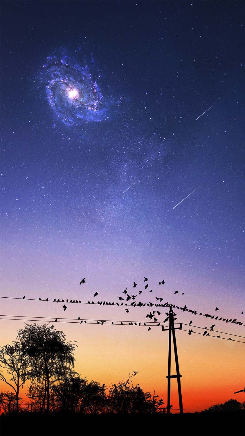 Evening Birds iPhone Wallpaper HD